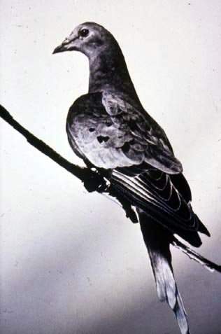 Martha, the last passenger pigeon